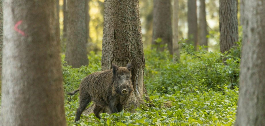 Ein Wildschwein unter Bäumen