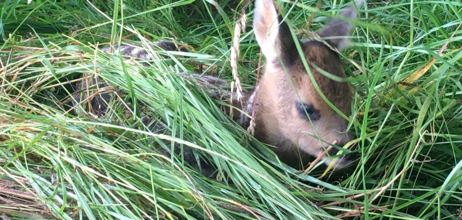 Rehkitz im Gras