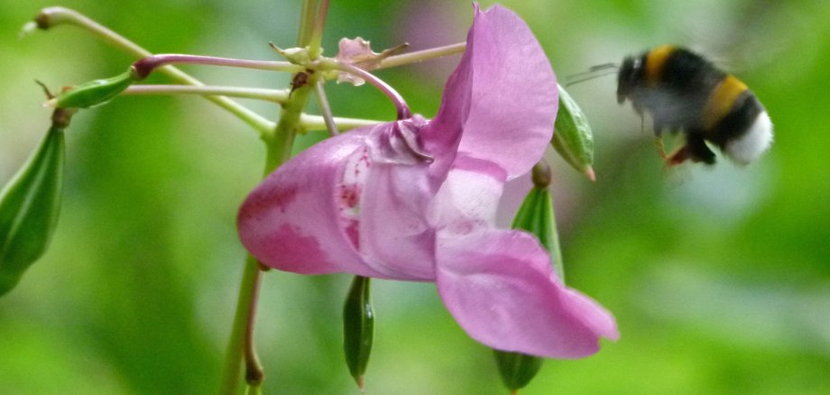 Hummel an einer rosafarbenen Blüte